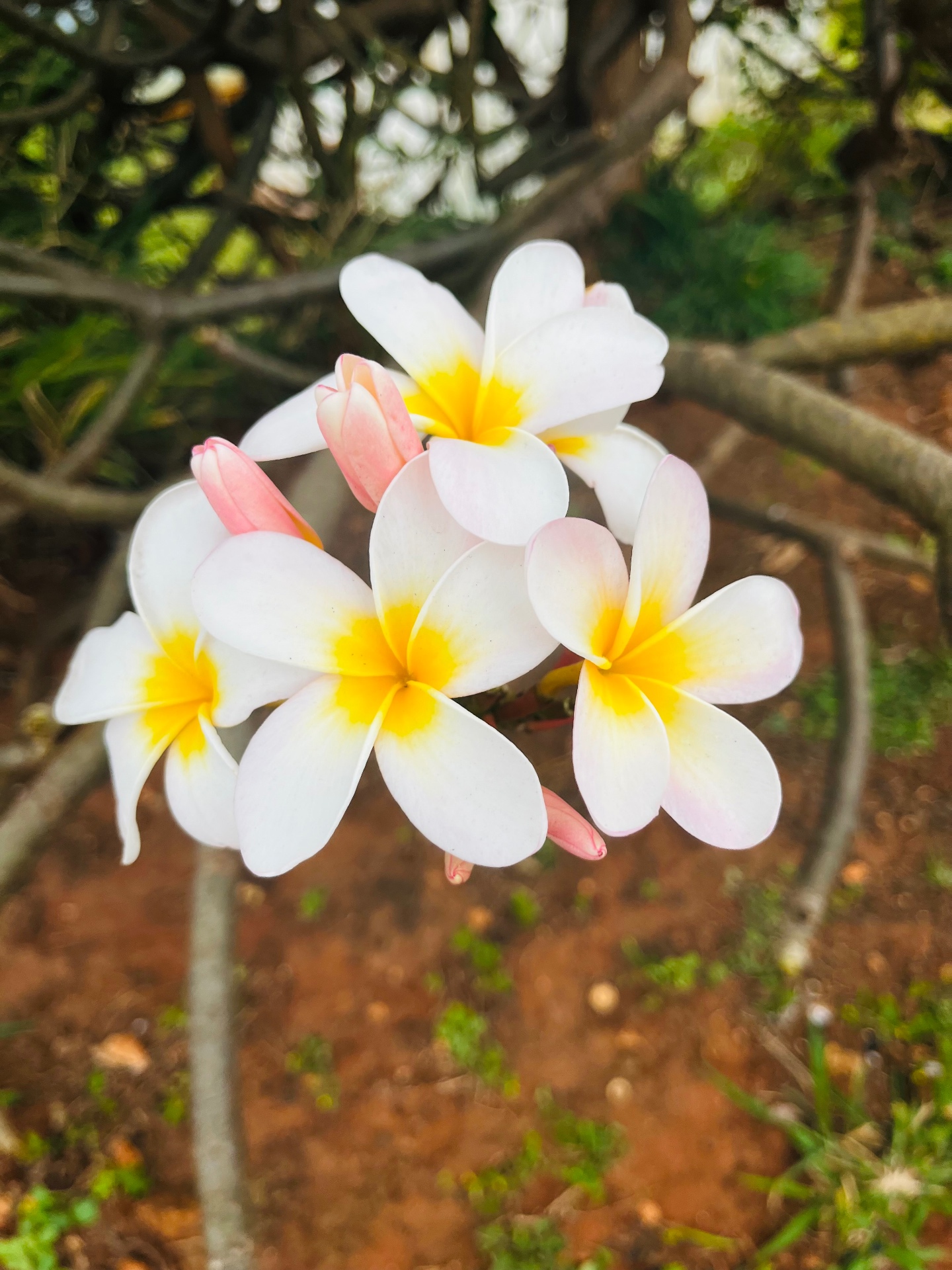Plumeria blossoms in Hawaii
